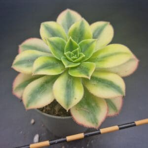Aeonium ‘Starbust’