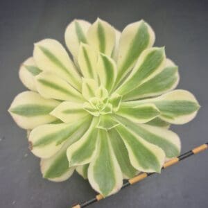 Aeonium arboreum albovariegatum