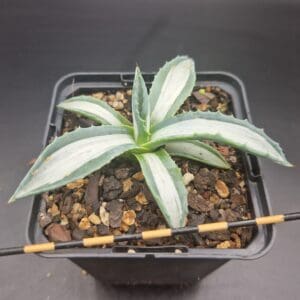 Agave americana var. medio-picta ‘Alba’ White