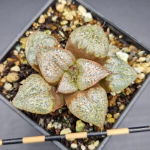 Haworthia splendens Haworthia splendens