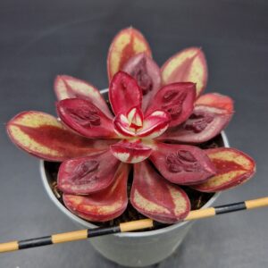 Echeveria ‘Maruba Benitsukasa’
