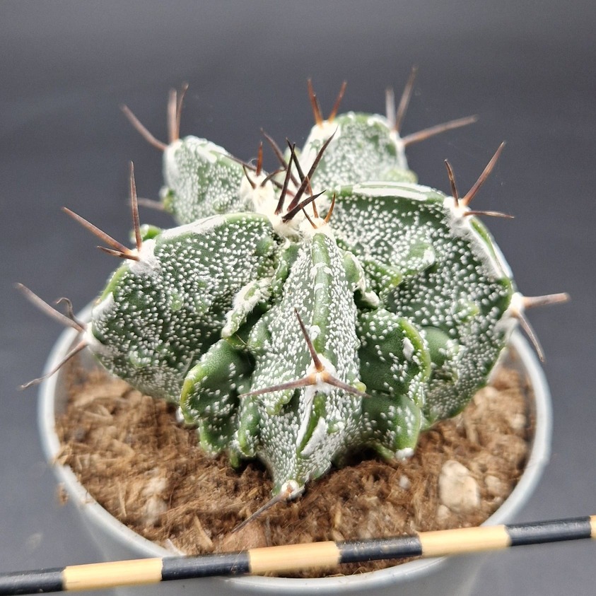 Astrophytum myriostigma fukuryu Astrophytum myriostigma fukuryu