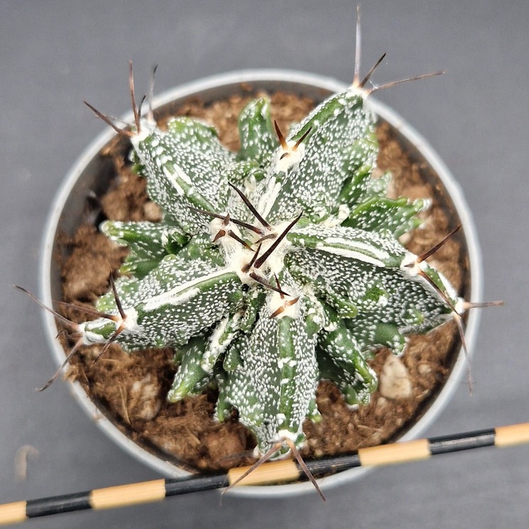 Astrophytum myriostigma fukuryu Astrophytum myriostigma fukuryu