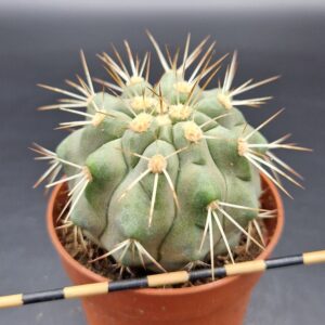 Copiapoa haseltoniana