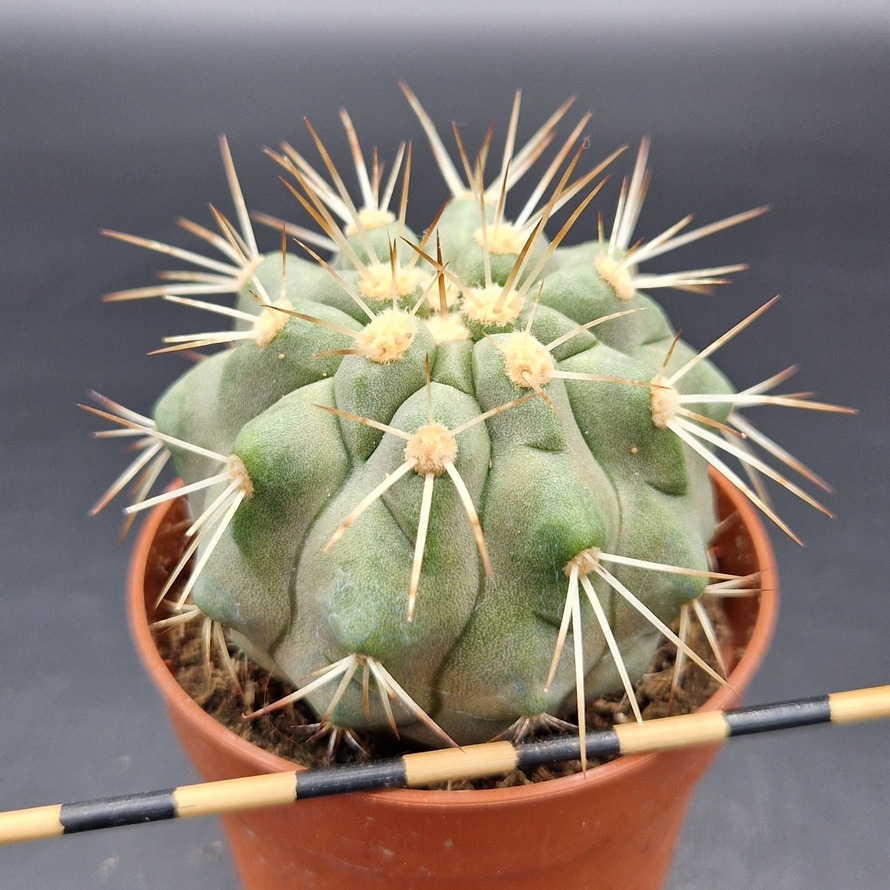 Copiapoa haseltoniana Copiapoa haseltoniana