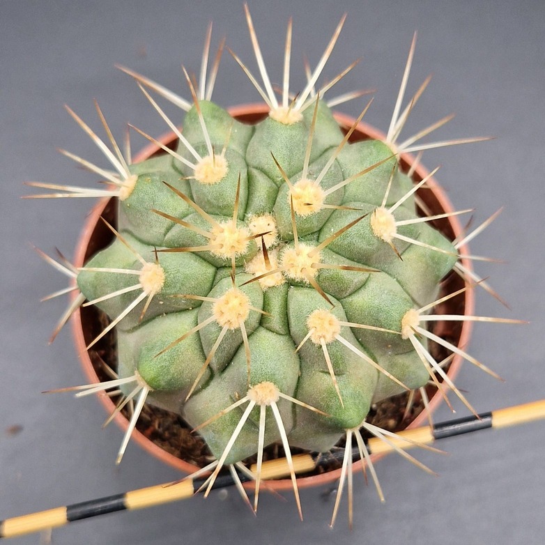 Copiapoa haseltoniana Copiapoa haseltoniana