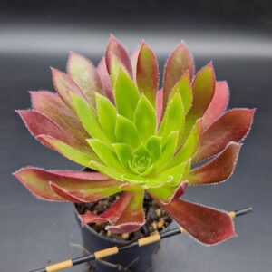 Aeonium ‘Firecracker’