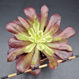 Aeonium ‘Mardi Gras’
