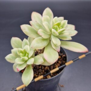Echeveria ‘Minibelle’ variegata