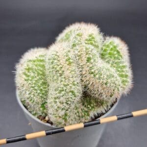 Mammillaria ernestii cristata