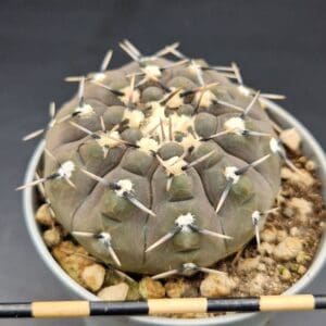 Gymnocalycium obductum
