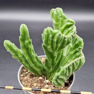 Stapelia leendertziae cristata