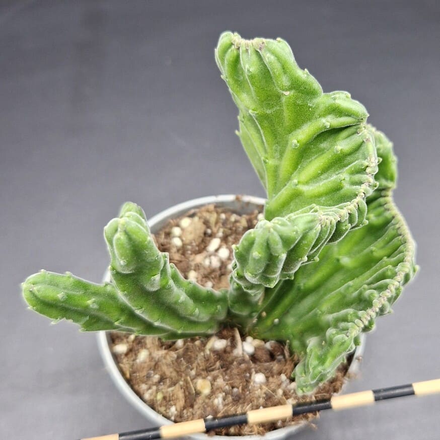Stapelia leendertziae cristata Stapelia leendertziae cristata