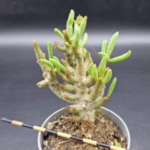 Tylecodon bucholzianus