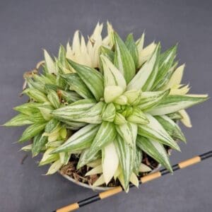Haworthia marumiana variegata