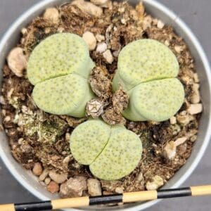 Lithops fulviceps aurea Lithops fulviceps aurea