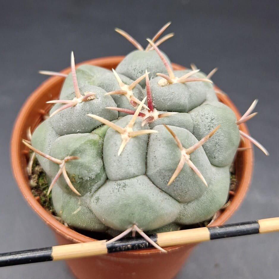 Thelocactus hexaedrophorus Thelocactus hexaedrophorus