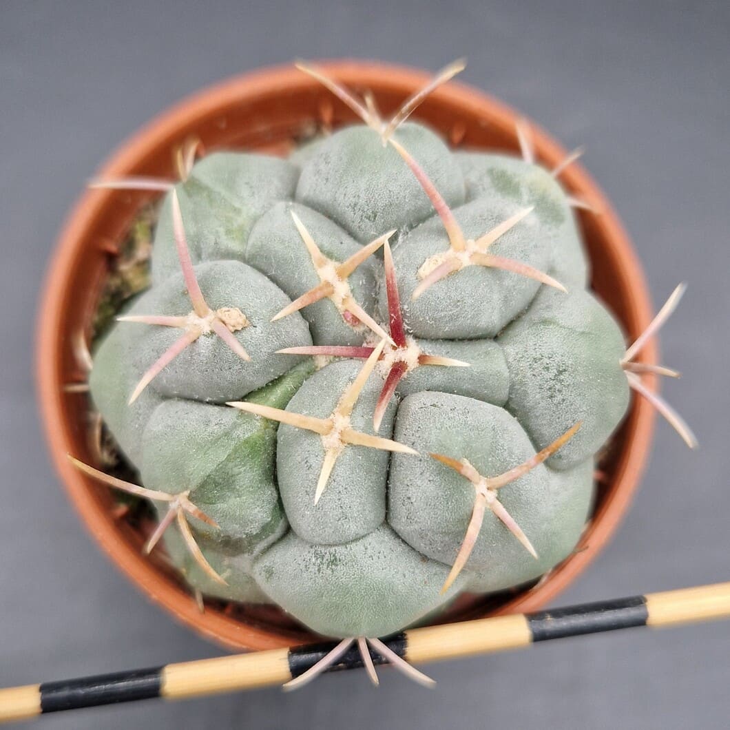 Thelocactus hexaedrophorus Thelocactus hexaedrophorus