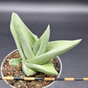 Gasteria ‘Green Ice’
