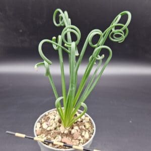 Albuca spiralis