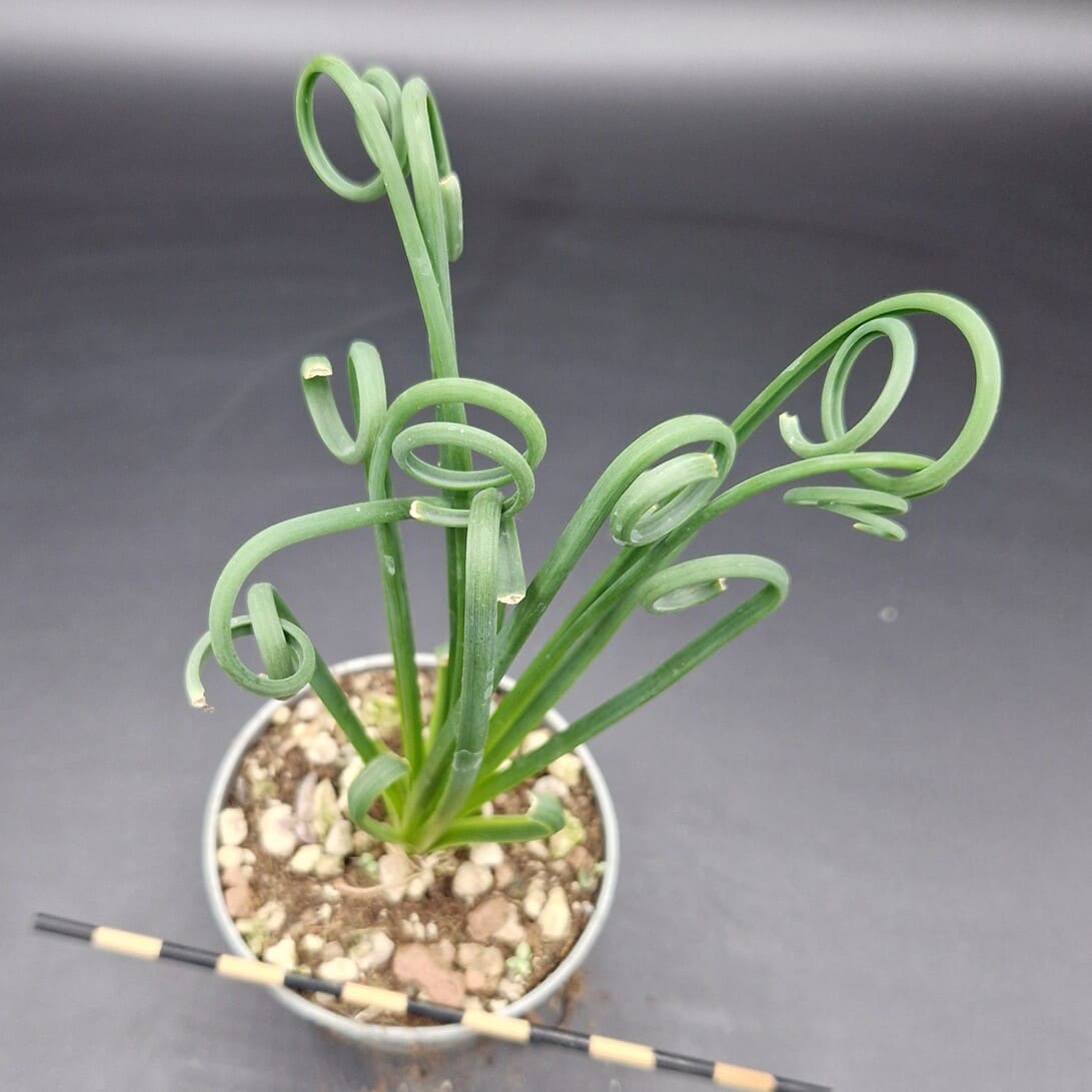 Albuca spiralis Albuca spiralis