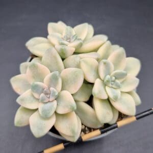 Graptosedum ‘Nuit Blanche’ variegada