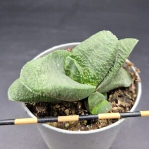Gasteria armstrongii