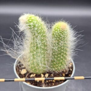 Hildewintera colademononis