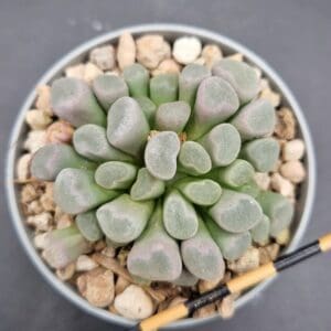Frithia pulchra Frithia pulchra