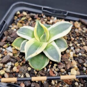 Agave applanata cv. cream spike