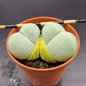Argyroderma delaetii