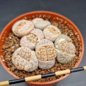 Lithops gracilidelineata Lithops gracilidelineata