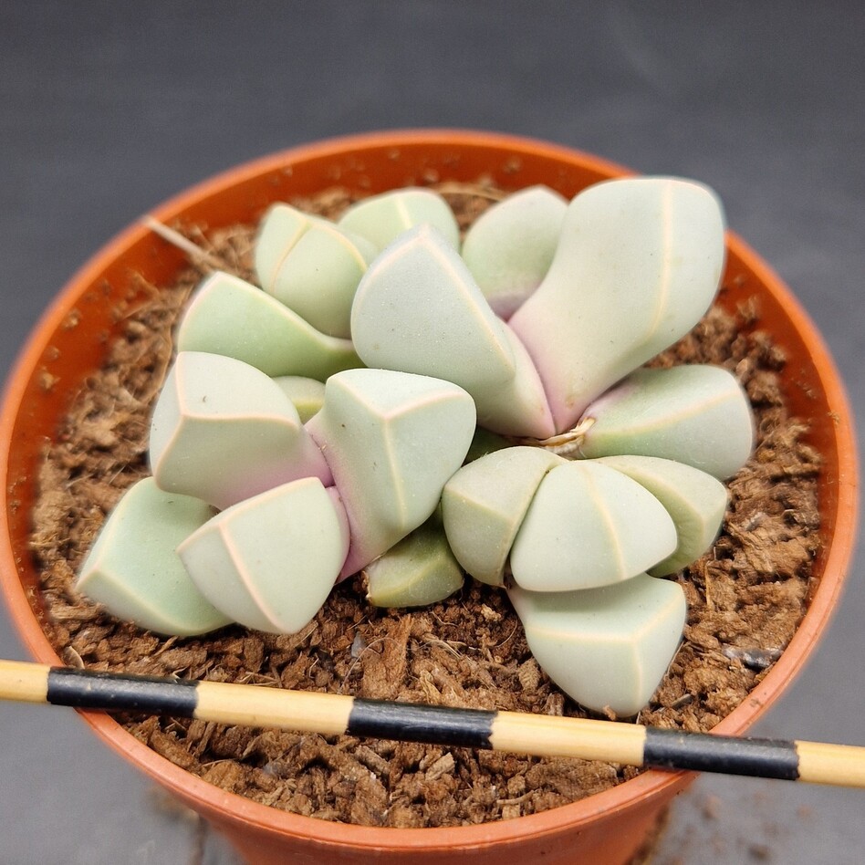 Lapidaria margaretae Lapidaria margaretae