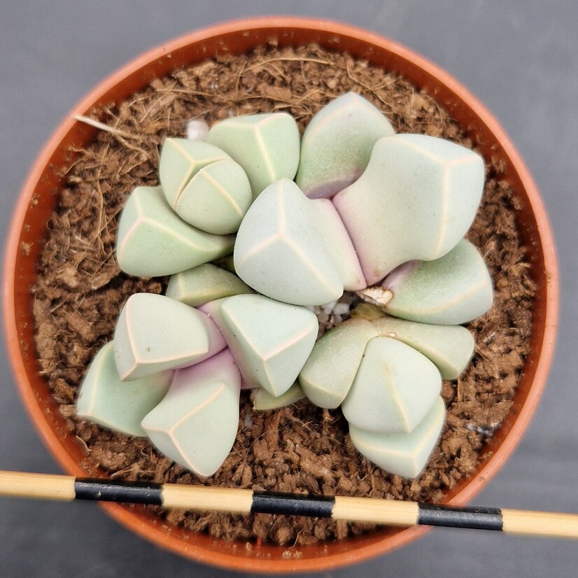 Lapidaria margaretae Lapidaria margaretae