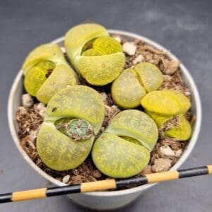 Lithops lesliei ssp. lesliei cv. Albinica Lithops lesliei ssp. lesliei cv. Albinica