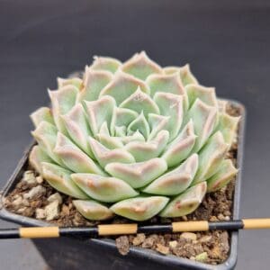 Echeveria hyalina