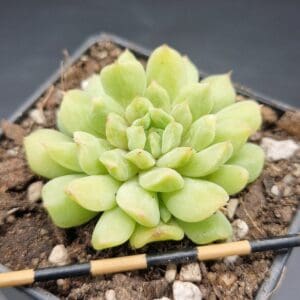 Echeveria ‘Irish Mint’ Echeveria ‘Irish Mint’