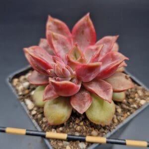 Echeveria ‘Mina’