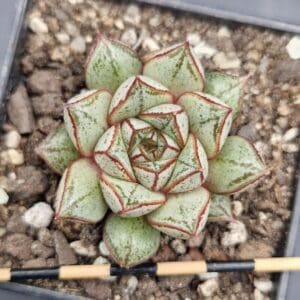 Echeveria purpusorum white form
