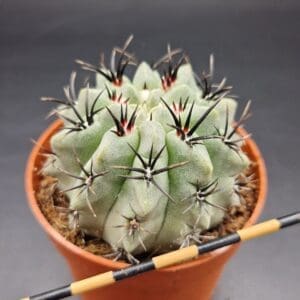 Eriosyce paucicostata
