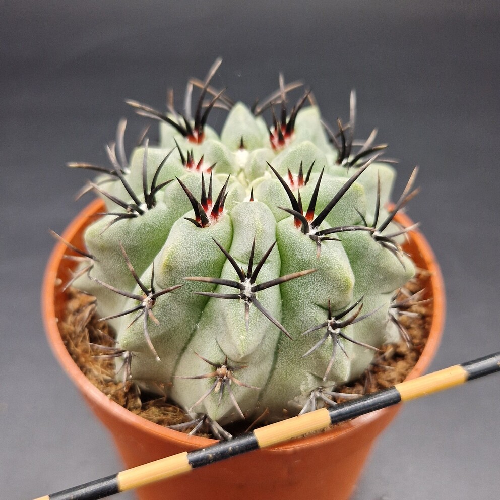 Eriosyce paucicostata Eriosyce paucicostata