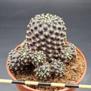 Sulcorebutia densipectinata rubrispinus