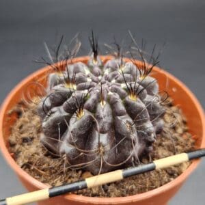 Eriosyce crispa