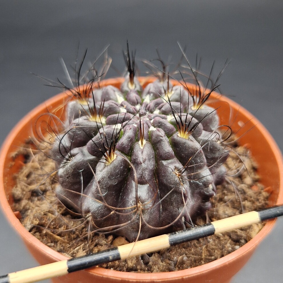 Eriosyce crispa Eriosyce crispa