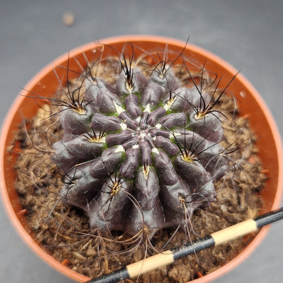 Eriosyce crispa Eriosyce crispa