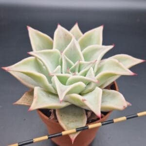 Echeveria ‘Madiba’