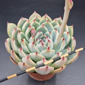 Echeveria chihuahuensis