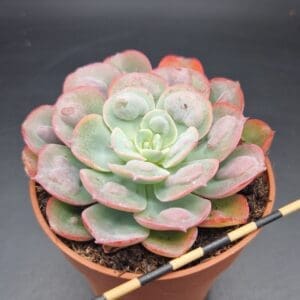 Echeveria ‘Raindrops’