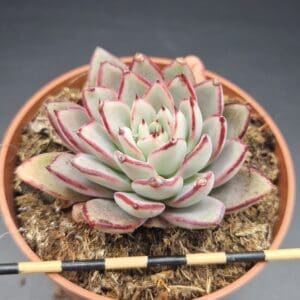 Echeveria caamanoi