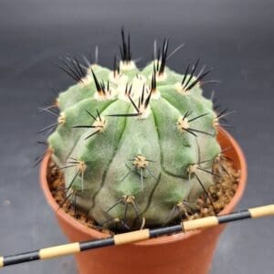 Copiapoa calderana